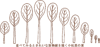 並べてみるときれいな放物線を描く小松菜の葉